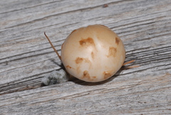 Hemipholiota populnea