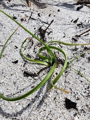 Trachyandra divaricata