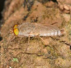 Ammothereva laticornis