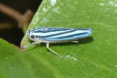 Poecilocarda cosmopolita