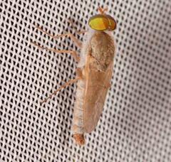 Ammothereva laticornis