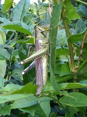 Schistocerca alutacea