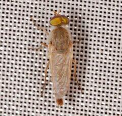 Ammothereva laticornis
