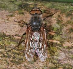 Thereva punctipennis