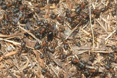 Formica lugubris