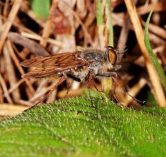 Thereva punctipennis