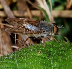Thereva punctipennis