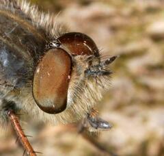 Thereva punctipennis