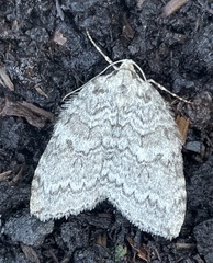 Epirrita dilutata