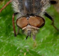 Thereva punctipennis