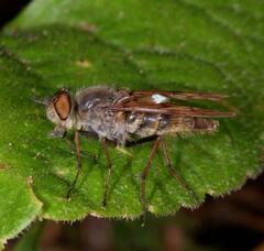 Thereva punctipennis