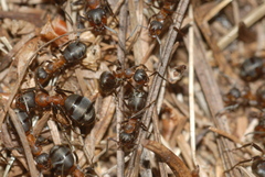 Formica lugubris