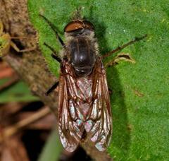 Thereva punctipennis