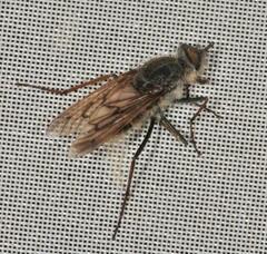 Thereva punctipennis