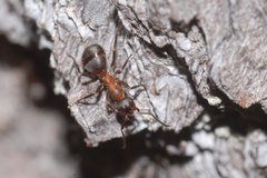 Formica lugubris
