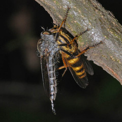 Thereva aurata