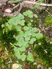 Riccia gougetiana