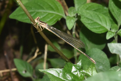 Pseudagrion kersteni