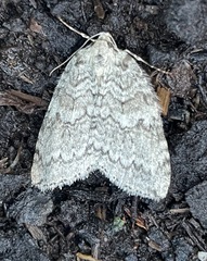 Epirrita dilutata