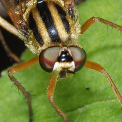 Thereva aurata