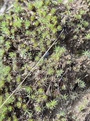 Polytrichum piliferum
