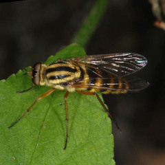 Thereva aurata