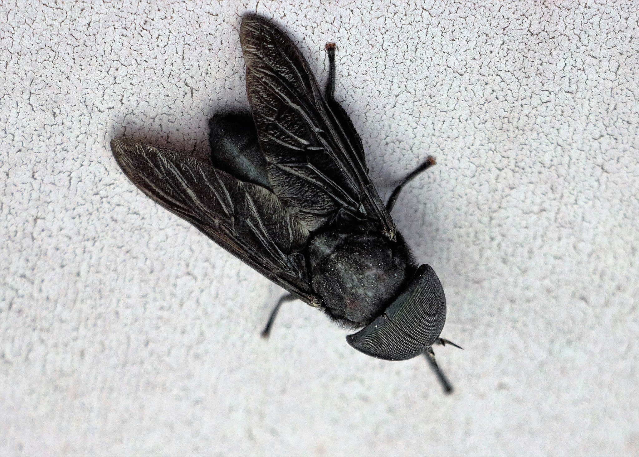 Black Horse Fly (Tabanus atratus) · iNaturalist