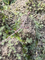 Polytrichum piliferum