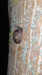 Helicigona lapicida