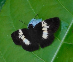 Potamanaxas paralus