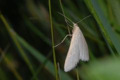 Udea austriacalis