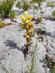 Disa sabulosa