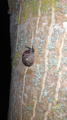 Helicigona lapicida