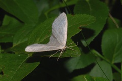 Scopula ternata