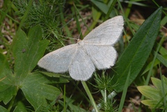 Scopula ternata