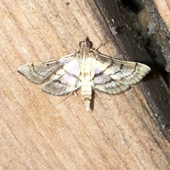 Marasmia cochrusalis