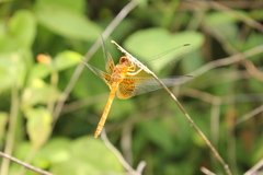 Dythemis maya