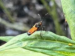 Oncopeltus fasciatus