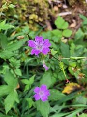 Geranium nodosum