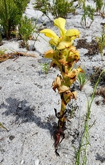 Disa sabulosa