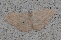 Scopula optivata