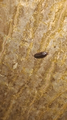 Isopoda