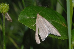Udea austriacalis
