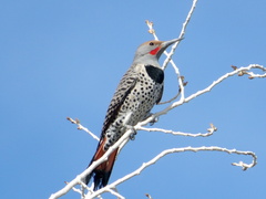 Colaptes auratus cafer