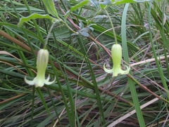 Billardiera mutabilis