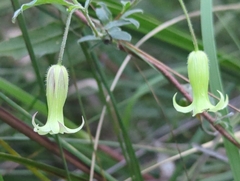 Billardiera mutabilis
