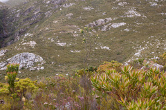 Thesium euphorbioides