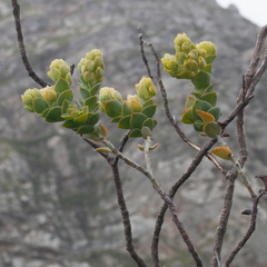 Thesium euphorbioides