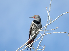 Colaptes auratus cafer