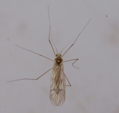 Trichocera